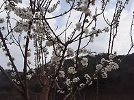 살구꽃