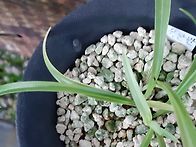 서산반 신아