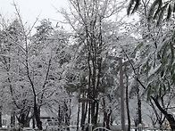 간만에 내린 함박눈