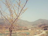 시골 산수유꽃