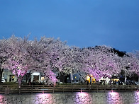 벗꽃의향연