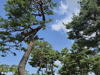 이상동님 노송공원