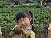 &#129364;감자캐기 체..