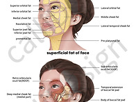 9 얼굴의 지방