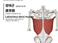 광배근 디자인 모..