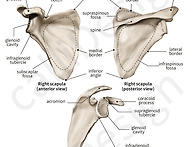 740 견갑골 해부학..