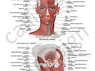 8 얼굴의 근육 복..