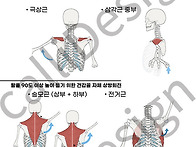 1081 견관절 외전..