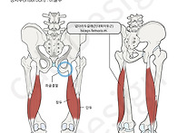 710 대퇴이두근 ..