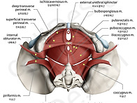 676 골반근육 기..