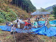 뽕나무에 들깨 열..