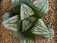 실생