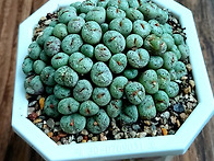 2025년11월3일 월요일 출..