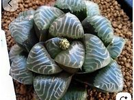 코렉타