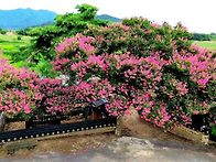 🌺㇮