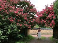 🌺㇮