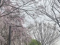 3/30일(월요일)등자리고개