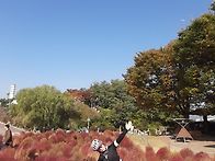 11월5일수요일.하.노.라이..