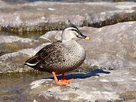 신비한 자연(새)의 세계 ..