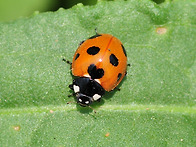신비한 자연(곤충)의 세계..