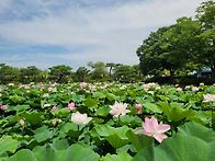 260627 공주유구 부여 궁..
