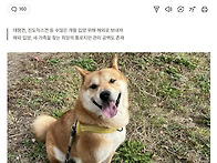 입양견 사망,캐나다...부..