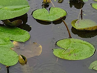 연꽃