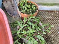 ⚘️성정임 아주머니가 주신 게발선인장