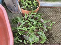 ⚘️성정임 아주머니가 주신 게발선인장