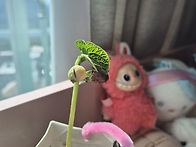 에코 강낭콩 화분 키우기 ..