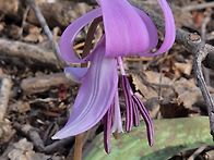 대간4차 백봉령~청옥.두타..