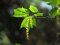 홍릉수목원