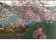 봄이로구나~~~~~.