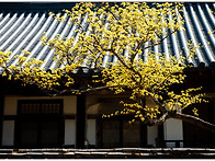 순천 송광사 산수유.