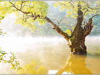 주산지의 가을.