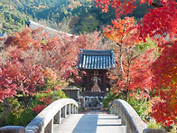 일본 교토 단풍.