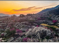 26년 매화 마을..