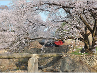 거창 용원정 벗꽃.