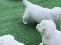 강아지 입양하러 갔다가 ..