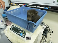 아기너구리 보고 가