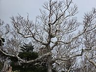 한라산행