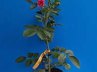 두번째 꽃모종 판매