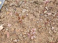 참작약 발아 2년차