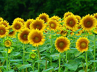 Y Tu Te Vas(이투 베 바..