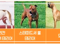 우리집 맹견의 공..