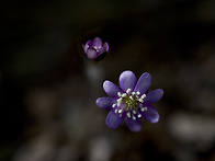 수리산 변산 바람꽃