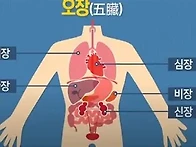 사람에게는 "오장 육부(五..