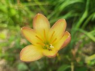 킹스랜섬
