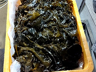 미역과 톳 !