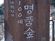 25.1.11 토//평창 발왕산1